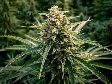 are cannibis auto grow seeds just as good a quality